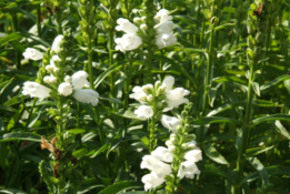 Physostegia virginiana 'Summer Snow' Scharnierbloem bestellen